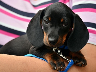 Housetraining your puppy