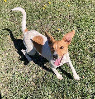 Find your best friend at the SPCA