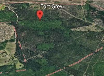 Have your say on Grey Dell being declared a natural forest