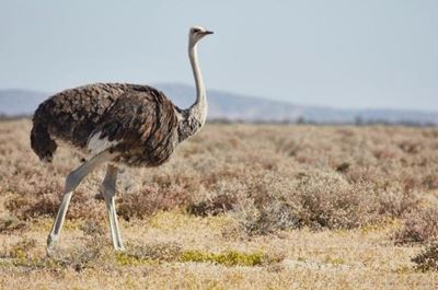 50 jaar gelede in Oudtshoorn Courant