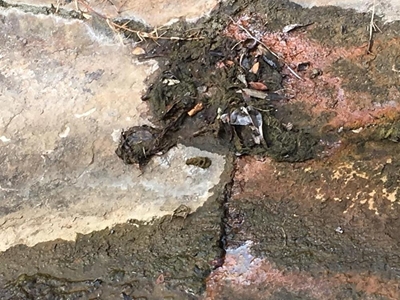 Alleged sewage pollution at Vic Bay