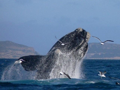 What's wrong with our right whales?