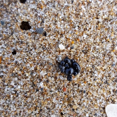 Closure of Beaches - Oil spill detected