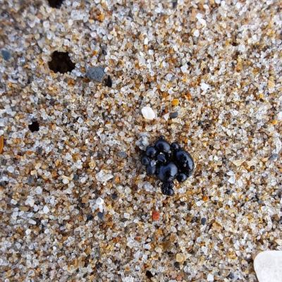 Closure of Beaches - Oil spill detected