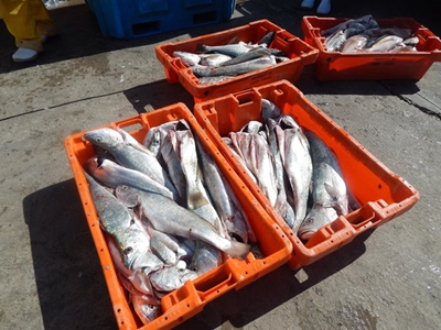 Iets ‘fishy’ in die visbedryf