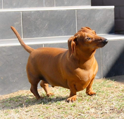 Red jou beste vriend