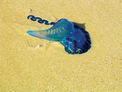 High rate of bluebottle stings in Plett