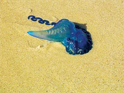 High rate of bluebottle stings in Plett