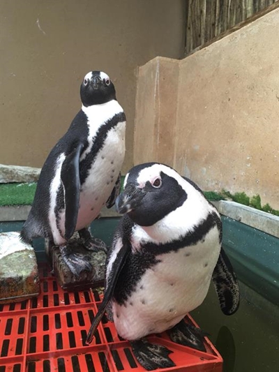 Latest penguin release include 'lovebirds' 