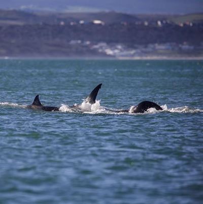 Orca's saai reeds amok