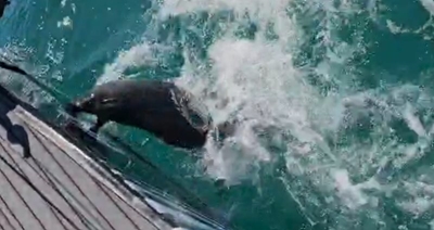 Seal attacks Mossel Bay yacht