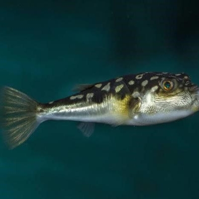 Likely reasons for pufferfish strandings
