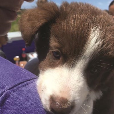 Animal welfare groups join hands | George Herald Animal welfare groups join hands | George Herald