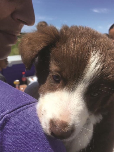Animal welfare groups join hands