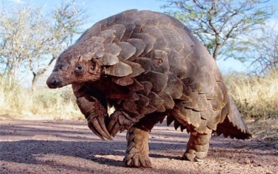 Help save the African pangolin