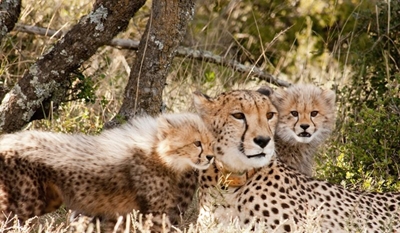 Spring brings cheetah cubs to Samara