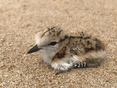 Plett plovers receive extra protection