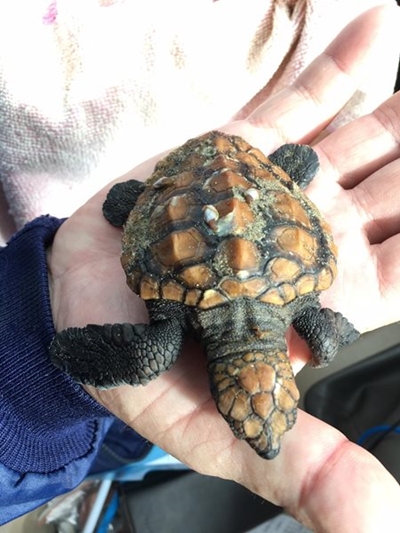 Sea turtle hatchlings on our beaches 