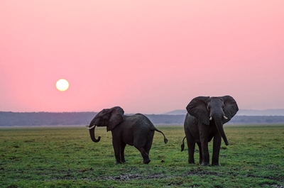 ‘Social media undermining elephant conservation’