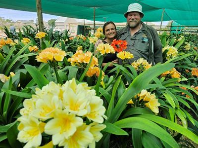 Clivia-stokperdjie raak grootskaal