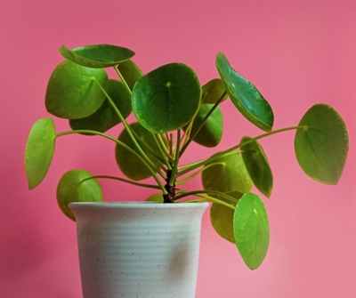 Say it with a plant this Christmas