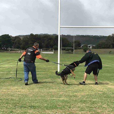 Blackie saves the day, again