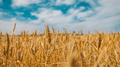 The right farming can address Africa’s hunger problem