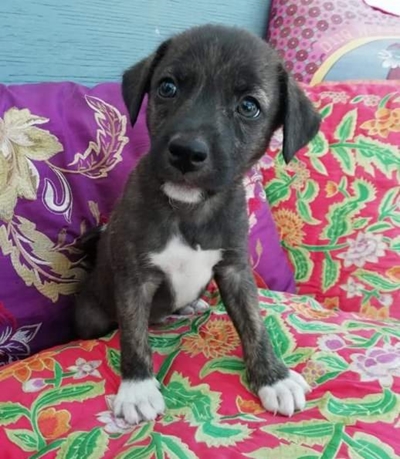 Up for adoption
