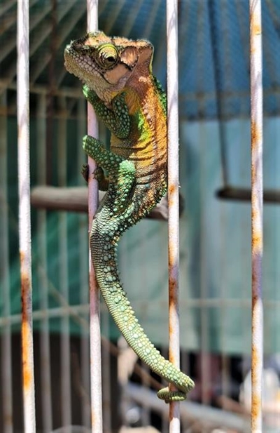 Chameleon who thinks it's a parrot