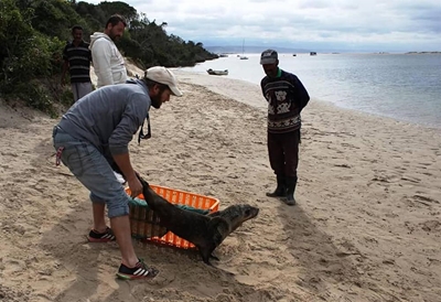 Seal washes up in Plett estuary