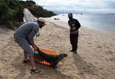 Seal washes up in Plett estuary