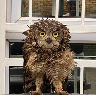 Wise little owl gatecrashes high school lessons