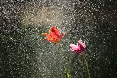 Level 5 warning for disruptive rain in parts of Limpopo