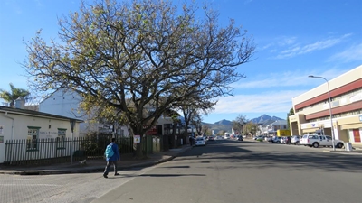 Feared borer beetle infestation wreaks havoc in George
