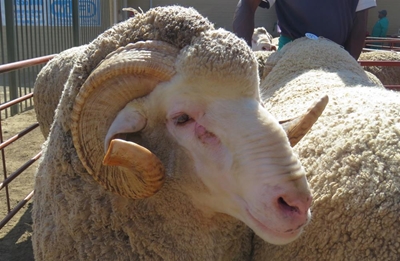 Bielie van 'n ram haal R170 000