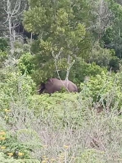 Knysna’s elusive ellie shows herself again