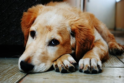 Parvovirus outbreak in the Garden Route