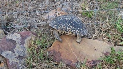 MOSSEL BAY FIRES: Missing tortoise found