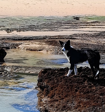 Playful border collie saved from Herold's Bay cliffs 