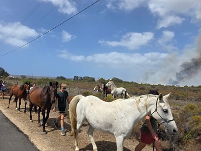 Animals treated for smoke inhalation after Mossel Bay fire