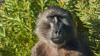 Activists express outrage following latest baboon electrocution