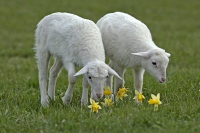 Alternative approaches to parasite control