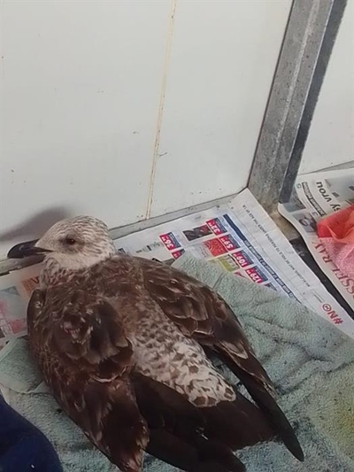 Visit seabird rehabilitation centre