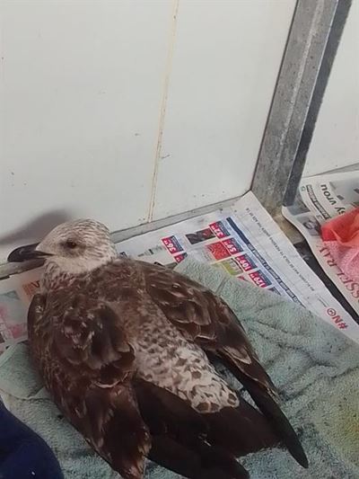 Visit seabird rehabilitation centre