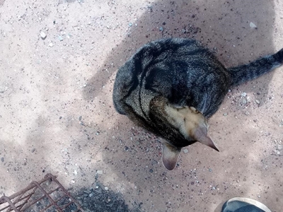 Lost kittens still missing