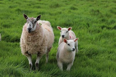 How to manage a lambing pen system effectively