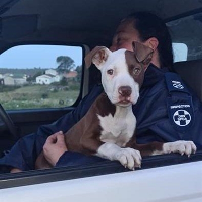 SPCA finds family's stolen dog