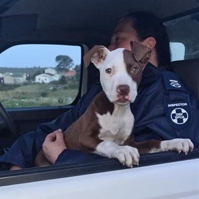 SPCA finds family's stolen dog