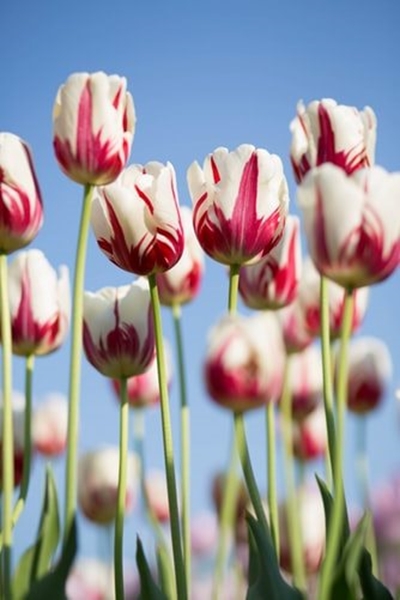 Blommeskou hierdie Saterdag