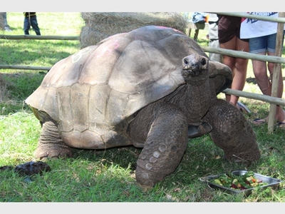 South Africa’s oldest tortoise turns 109